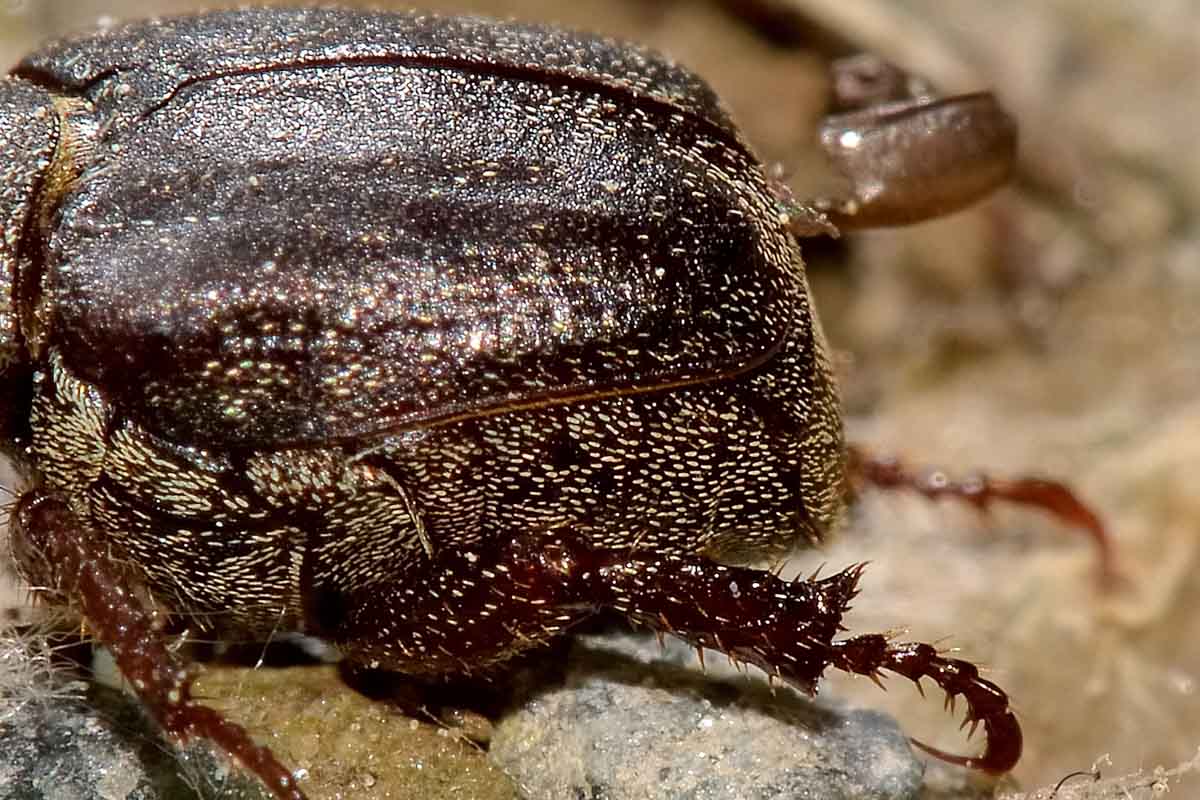 Hoplia sp., Rutelidae